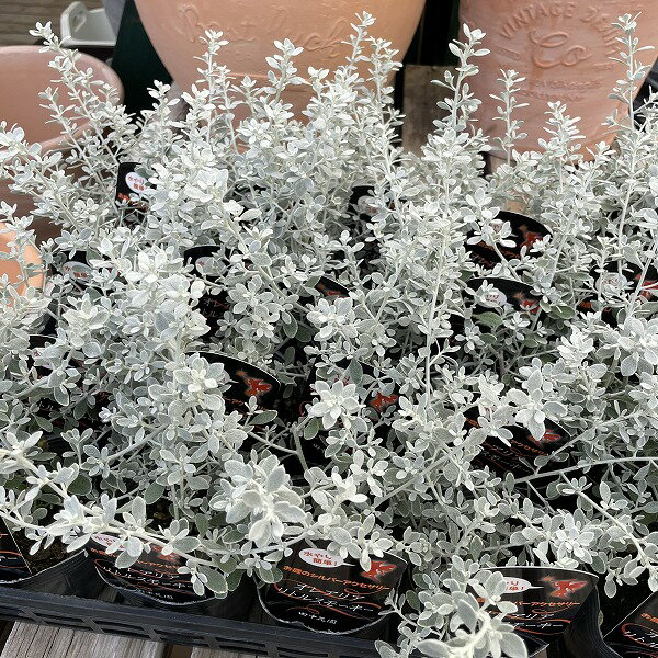 ʼݡŷԾŹ㤨֥쥢ꥢ ȥ륹⡼ 3ݥå  󤻿 С 顼꡼աפβǤʤ450ߤˤʤޤ