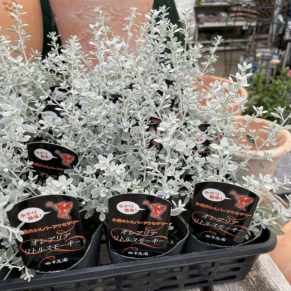 ���쥢�ꥢ ��ȥ륹�⡼���� 3��ݥå� �������� �󤻿��� ����С� ���顼�꡼��