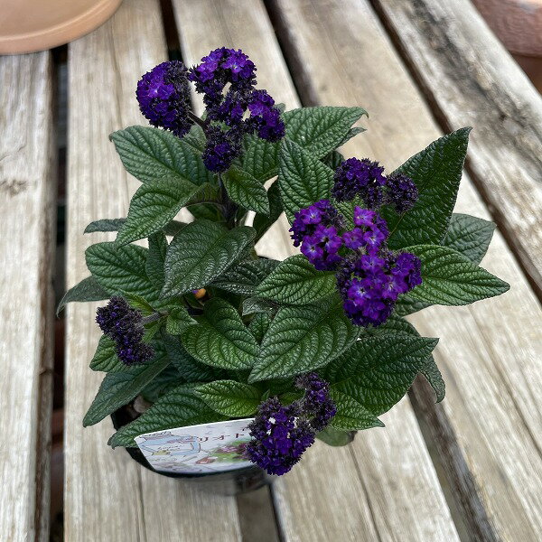 �إꥪ�ȥ����� ���β� ��� 3.5��ݥå� ����