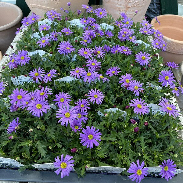 ���إ֥饭���� �֥饹���Х�����å� 3.5�� �� ��� ����