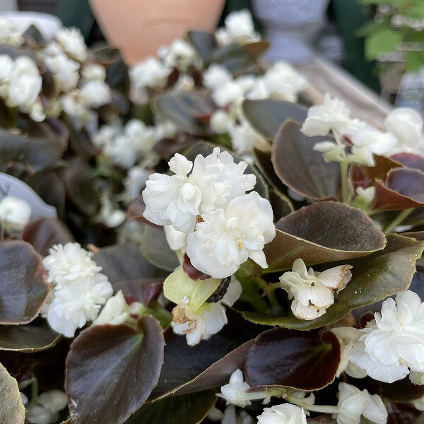 銅葉ベゴニア ダブレット ホワイト バラ咲き 八重 3.5号ポット