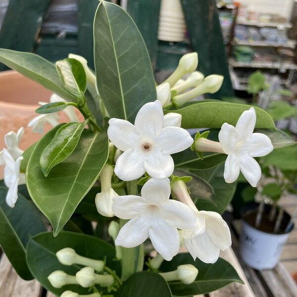 マダガスカル ジャスミン 4号鉢 つる性植物 香り 白花