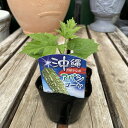ゴーヤ アバシゴーヤ 沖縄 3.5号ポット グリーンカーテン 緑色 野菜