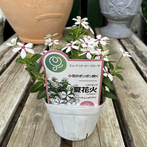 小輪 ニチニチソウ 夏花火 ホワイトレッドアイ 3.5号 白 日々草 寄せ植え