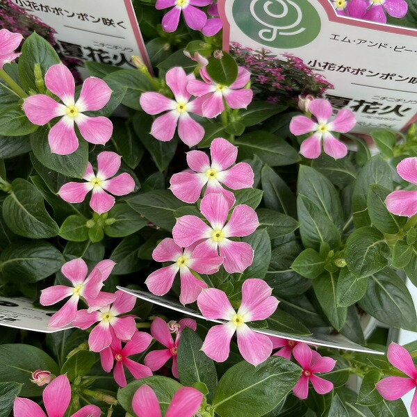 Rakuten - 小輪 ニチニチソウ 夏花火 ピンク 3.5号 ピンク 日々草 寄せ植え