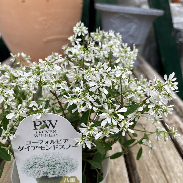 ユーホルビア ダイヤモンドスノー 八重咲き 白 3.5号ポット 寄せ植え 宿根草のサムネイル