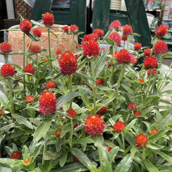 Globe Amaranth - 千日紅 ストロベリーフィールド センニチコウ 3.5号 赤 切り花