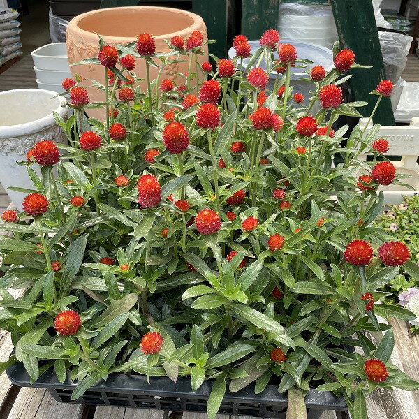 千日紅 ストロベリーフィールド センニチコウ 3.5号 赤 切り花