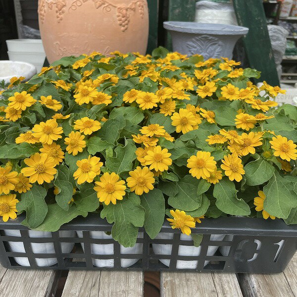 メランポジウム ジャックポット 3.5号 黄色 小花 花壇 夏