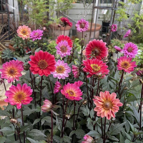 銅葉プチダリア ハミングブロンズ 3.5号ポット ダリア 宿根草 花色おまかせ