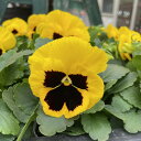 パンジー 黄色 目あり イエロー 3.5号ポット 花壇 冬 草花