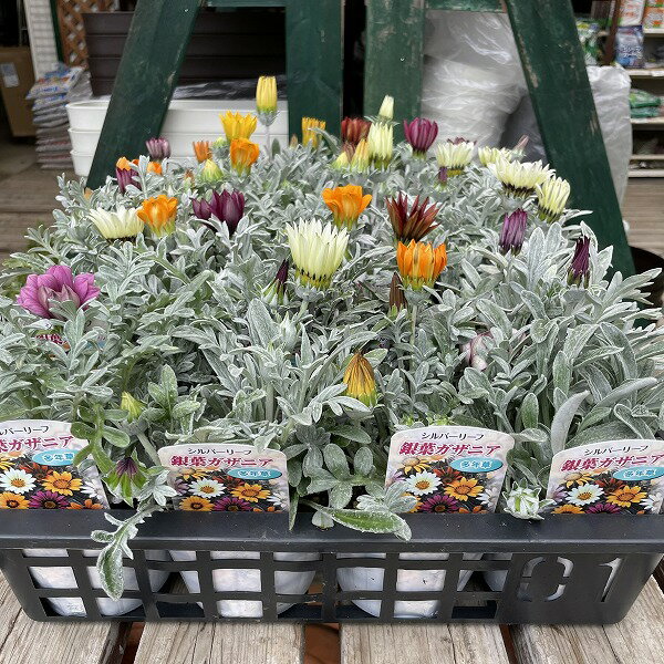 宿根草 ガザニア 銀葉 寄せ植え 花色おまかせ シルバー 3.5号のサムネイル