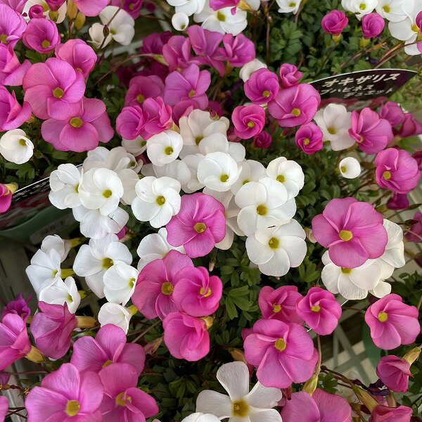 オキザリス ラブハピネス ミックス植え 3.5号 ピンク 白 耐寒性