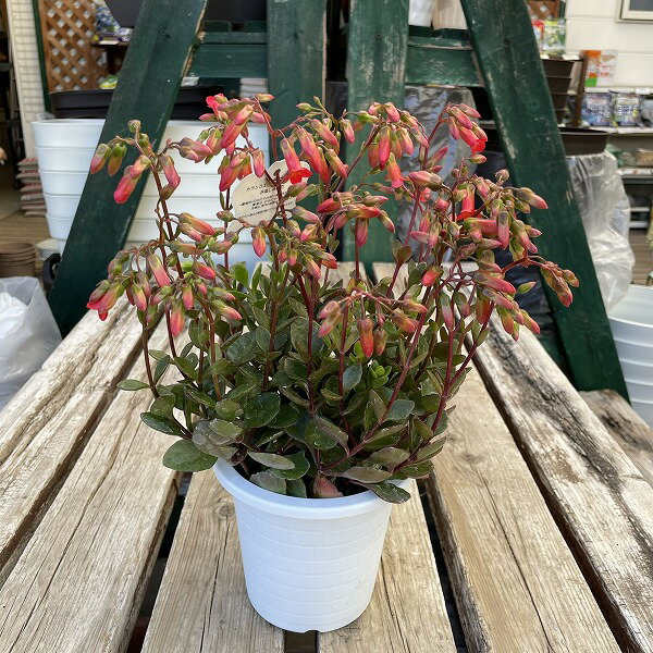 カランコエ ミラベラの商品画像