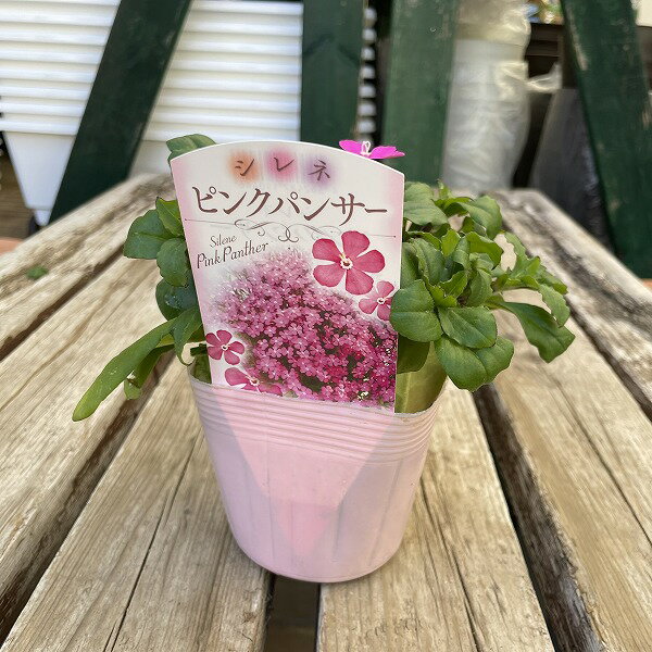 ����� �ԥ󥯥ѥ󥵡� 3.5�� �ԥ� �ʥǥ��� �ݥå���