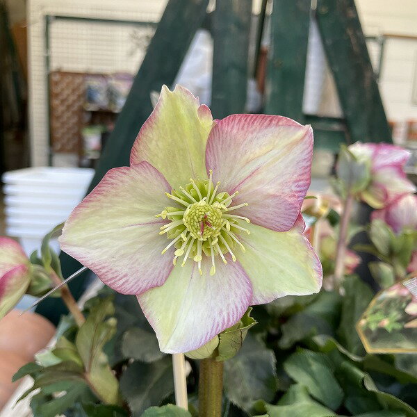クリスマスローズ ヘレボルス 氷の薔薇 カルロッタ イタリアーノ 4.5号 開花株 鉢植え 耐寒性 冬花壇のサムネイル