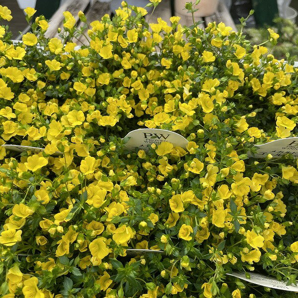 メカルドニア ゴールドダスト 3.5号ポット 黄色 小花 花壇 夏のサムネイル
