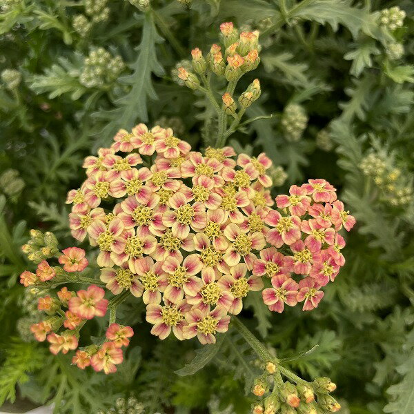 宿根草 アキレア ピーチ セダクション 花苗 3号ロングポット ノコギリソウのサムネイル