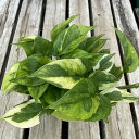 観葉植物 ポトス エメラルド 斑入り 5号鉢 鉢植え 室内