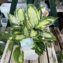 観葉植物 ディフェンバキア クールビューティー 7号鉢入り 斑入り 鉢植え 室内