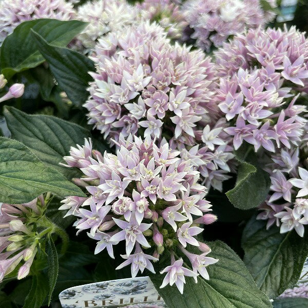 ペンタス ブリリアント ライラック 八重咲き 3.5号 星咲き 寄せ植えのサムネイル