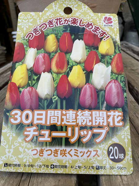 チューリップ 30日間連続開花 つぎつぎ咲くミックス 秋植え球根 色MIX 球根 20球 春咲き