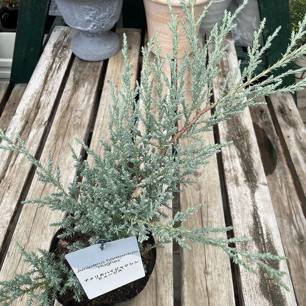 常緑低木 アメリカハイビャクシン ヒュージス コニファー アメリカハイネズ 5号ポット シルバー