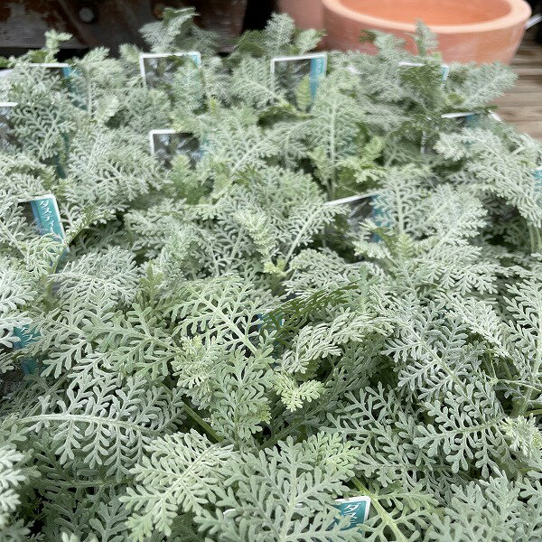 シルバーレース ダスティーミラー 白妙菊 シロタエギク 3.5号ポット 冬 寄せ植えのサムネイル