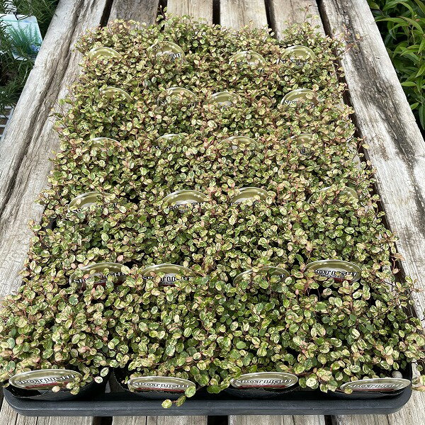 �磻�䡼�ץ��� ���ݥåȥ饤�� ������ 3�� �����ɥ��С� ���顼�꡼��