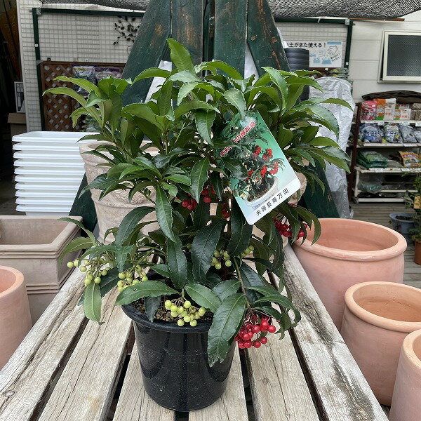 万両 2色寄せ植え 夫婦長寿 赤/白実 6号鉢植え 実付き 正月飾り