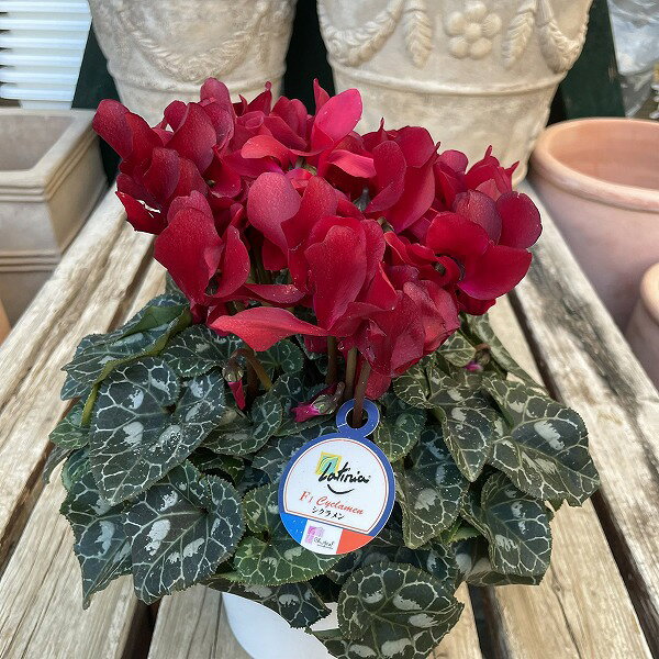 楽天市場】ワインレッド シクラメンの通販