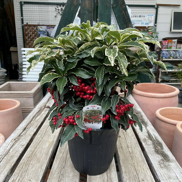 万両 曙大鵬 斑入り 赤実 6号鉢植え 実付き 正月飾り 縁起物