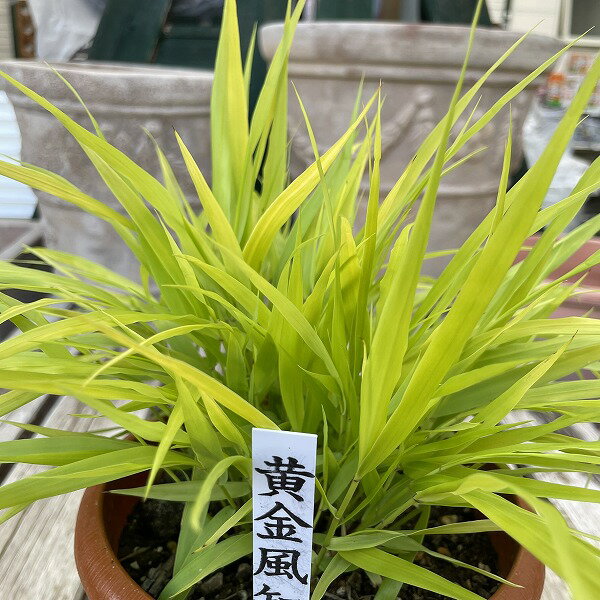 フウチソウ 黄金風知草 5号鉢 グラス 宿根草 . 風にそよぐ涼し気な黄金葉が美しい、育てやすいリーフプランツです。和風のお庭や盆栽仕立てなどでも人気です。とても美しいグラスとして人気があります。価格は1鉢のお値段です。鉢の直径は15cm(5寸)です。他の商品とも同梱できます。 11