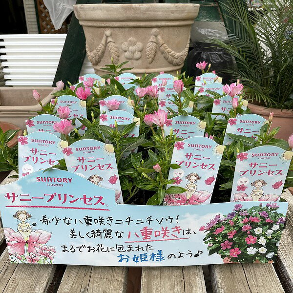 八重咲き 日々草 サニープリンセス ピンク ニチニチソウ 3.5号 寄せ植え SUNTORY