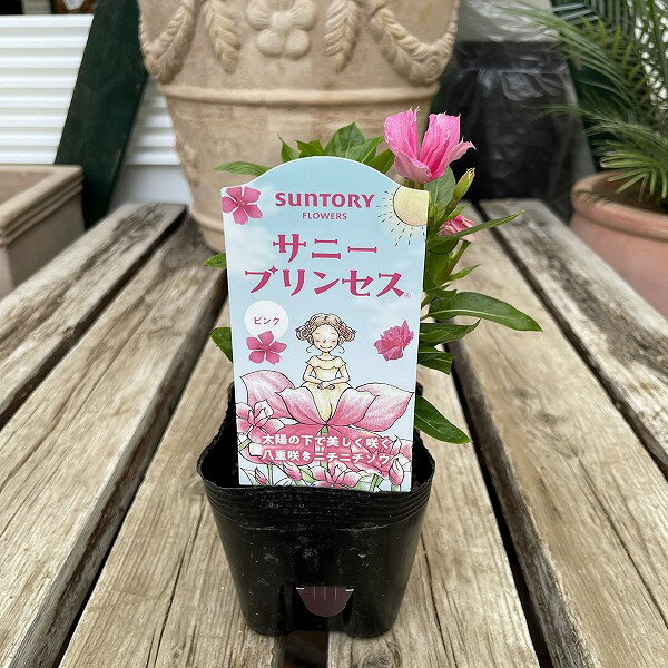 八重咲き 日々草 サニープリンセス ピンク ニチニチソウ 3.5号 寄せ植え SUNTORY