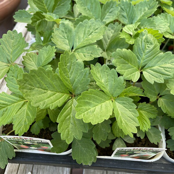 Wild Strawberry - ワイルドストロベリー 3.5号ポット 緑色 宿根草 多年草 カラーリーフ ハーブ