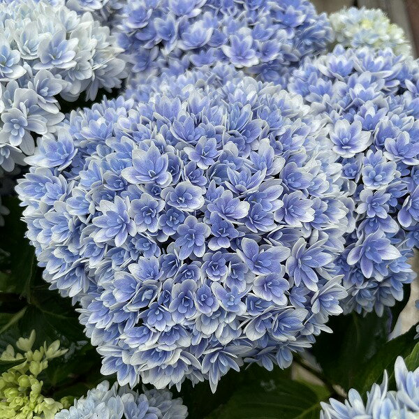 楽天市場】アジサイ ハイドランジア（鉢花｜花・観葉植物）：花