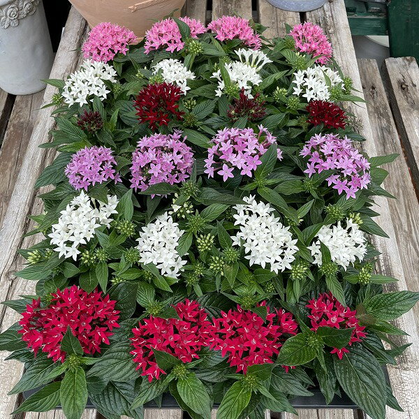 Rakuten - ペンタス 花色おまかせ 3.5号 花苗 夏花壇 寄せ植え 赤 白 ピンク