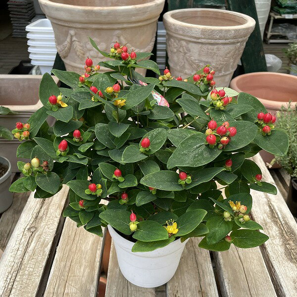 楽天市場】ヒペリカム 鉢植えの通販