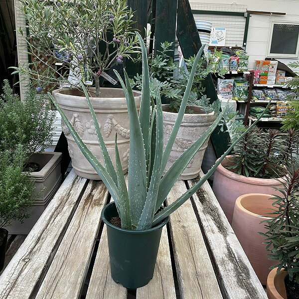 アロエ ベラ 5号鉢 多肉植物 観葉植物 高さ50cm . キダチアロエよりサイズが大きいのが特徴で、とても肉厚な葉になります。ゼリー質部分を多く含みます。アロエ・ベラはアロエの1種で、苦味が少なく葉肉内部のゼリー状の部分をサラダやジュースに、あるいはヨーグルトに入れたりして賞味できます。また、薬用や化粧品の材料としても利用されています。美容、健康食品としても人気の植物です。価格は1鉢のお値段です。鉢の直径は15cm(5寸)です。他の商品とも同梱できます。 11
