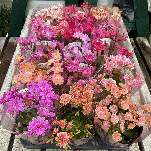 レウイシア 花色おまかせ 3.5号 鉢花 スベリヒユ科 耐寒性多年草