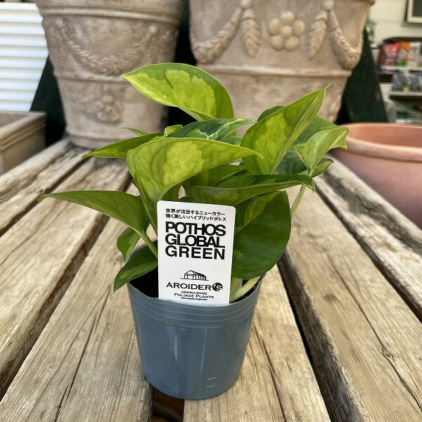観葉植物 ポトス グローバルグリーン 浅岡園芸オリジナル 斑入り 3号ポット 室内