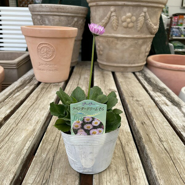 �ǡ����� ���쥤�� ��٥�����ɥ꡼�� ���� 3.5��ݥå� �ԥ� ����