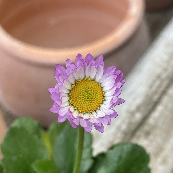 デージー ソレイユ ラベンダードリーム そら 3.5号ポット ピンク 花苗