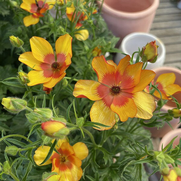 ラナンキュラス サラセレネ モノケロス 7号鉢 ランドセルシリーズ 多花性 黄色