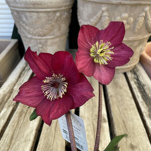 クリスマスローズ ヘレボルス 雪の妖精 カーリー レッド 5号 開花株 赤 鉢植え 耐寒性 冬花壇
