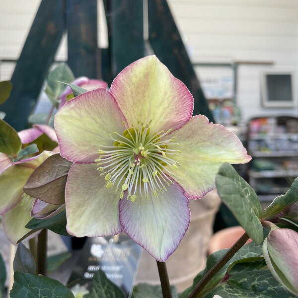 クリスマスローズ ヘレボルス 氷の薔薇 マッディーマーブル 淡いピンク 4.5号 開花株 鉢植え 耐寒性 冬花壇