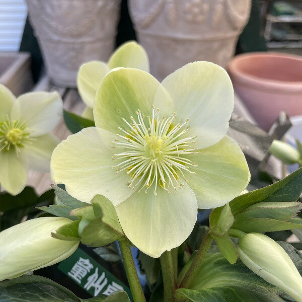 クリスマスローズ ヘレボルス アイスブレーカーマキシー 白 4.5号 開花株 鉢植え 耐寒性 冬花壇
