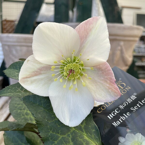 クリスマスローズ ヘレボルス 氷の薔薇 ミアマーブル 淡いピンク 4.5号 開花株 鉢植え 耐寒性 冬花壇