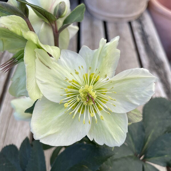 クリスマスローズ ヘレボルス 氷の薔薇 ホワイト 白 4.5号 開花株 鉢植え 耐寒性 冬花壇
